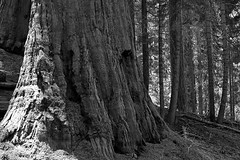 Sequoia NP - CA - 2014