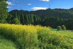 京都・夏 in 2020