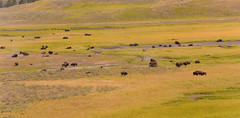 American Bison - Yellowstone, Grand Teton and South Dakota