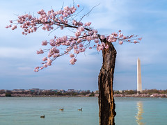 DC Cherry Blossom Festivals