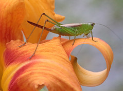 Grasshoppers, Katydids & Crickets