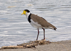 Spur-winged Plover, Masked Lapwing