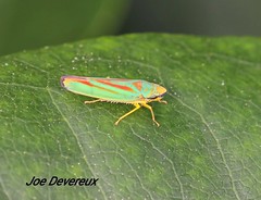 Leafhopper & FROGHOPPER 