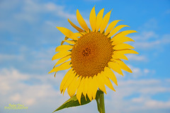 Columbia Bottom Sunflowers