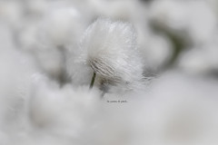 Eriophorum - pennacchio - Cottongrass, cotton-grass or cottonsedge - Linaigrette, linaigrette jonc, herbe à coton - Wollgräser - Munec