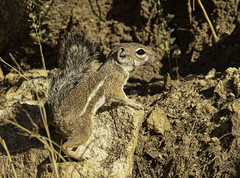 Harris's Antelope Squirrel