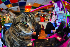 Cat Cafe, Nottingham