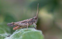 ORTHOPTERA (Bush-crickets & Grasshoppers)