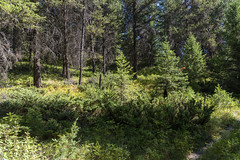 Lupfer Trail Loop