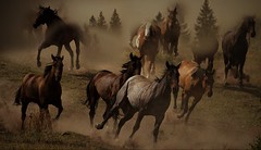 cavalli in fuga