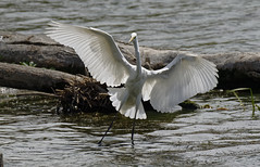 Great egret - Grande Aigrette - Ardea alba
