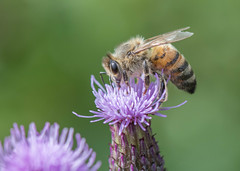 HYMENOPTERA > APOCRITA (Bees, Wasps and Ants)