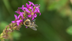 Macro Bees XII