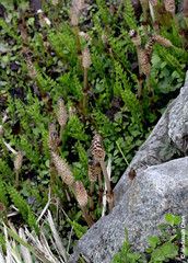 Equisetum arvense (Equisetaceae)