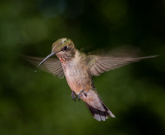 2020-08-22 Hummingbirds