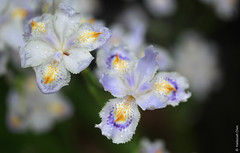 Iris japonica (Iridaceae)