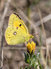 Clouded Yellow  