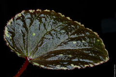 Begonia promethea (Begoniaceae)