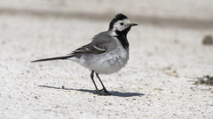 White wagtail / Bergeronnette Grise