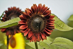 Sunflowers at Dalton Farm, NJ 9-8-20