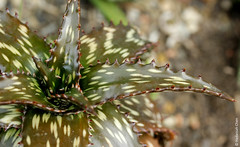 Aloe somaliensis (Asphodelaceae)