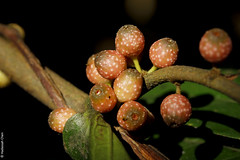 Ficus pisifera (Moraceae) from Singapore