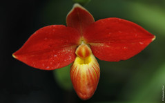 Phragmepedium bessae (Orchidaceae)
