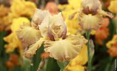 Iris 'Soufriere' (Iridaceae)