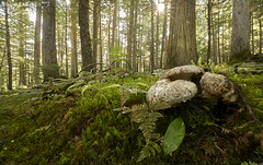 Fungi (Canada)
