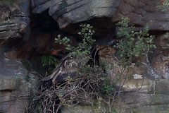 Vultures (Accipitridae)