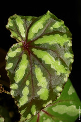 Begonia sp. (Begoniaceae)