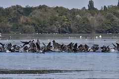 Grands cormorans : pêche en bande organisée