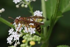 Other hymenopterans