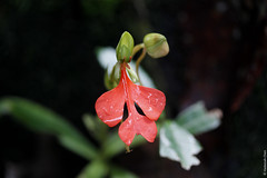 Habenaria sp. (Orchidaceae)