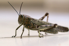 20200911-Mega Grasshopper