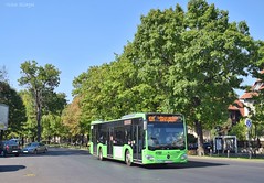 Buses in Bucharest