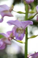 Eulophia bouliawongo (Orchidaceae)