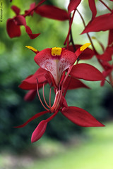 Amherstia nobilis (Fabaceae)