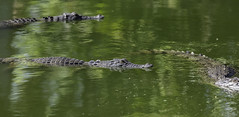 Crocodylus Park