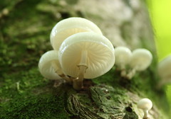 Fungi and mushrooms