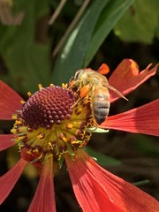Bees are busy at the Kew Gardens, London