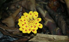 Etlingera fimbriobracteata (Zingiberaceae)