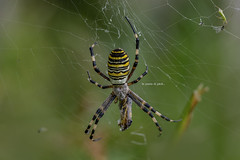 Ragno vespa o Ragno tigre -Argiope bruennichi - Argiope frelon - Wasp spider - Wespenspinne