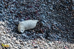 Seals at Deadman's Cove, near Martins Haven, Pembrokeshire. West Wales. UK. Europe.