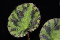 Begonia gironellae (Begoniaceae)