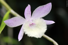 Dendrobium aphyllum (Orchidaceae)