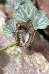 Aristolochia chilensis (Aristolochiaceae)