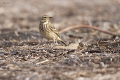 Wagtails, Pipits