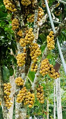 Früchte in Thailand