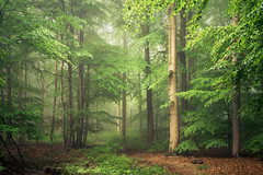 Foggy Forests